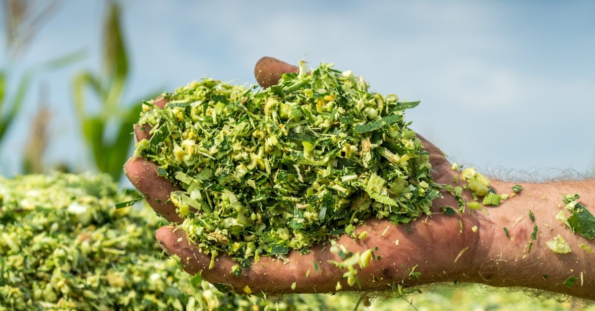 Corn silage, chopped maize forage